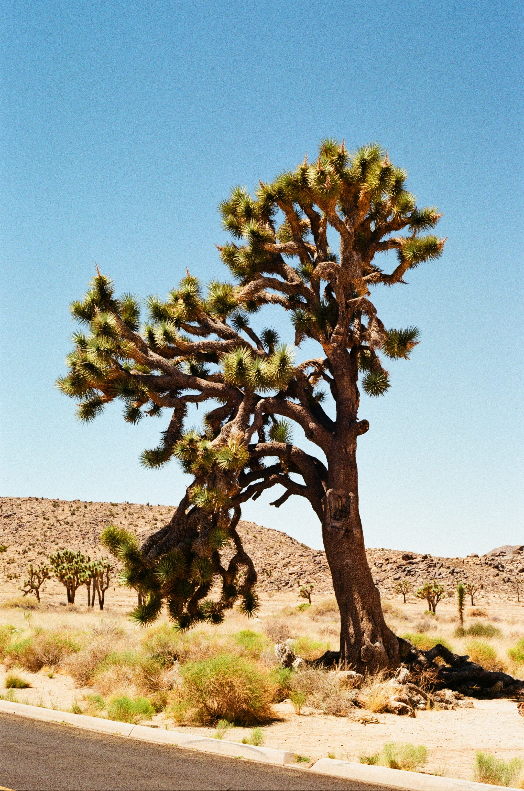  (Joshua Tree National Park, California, 2023)