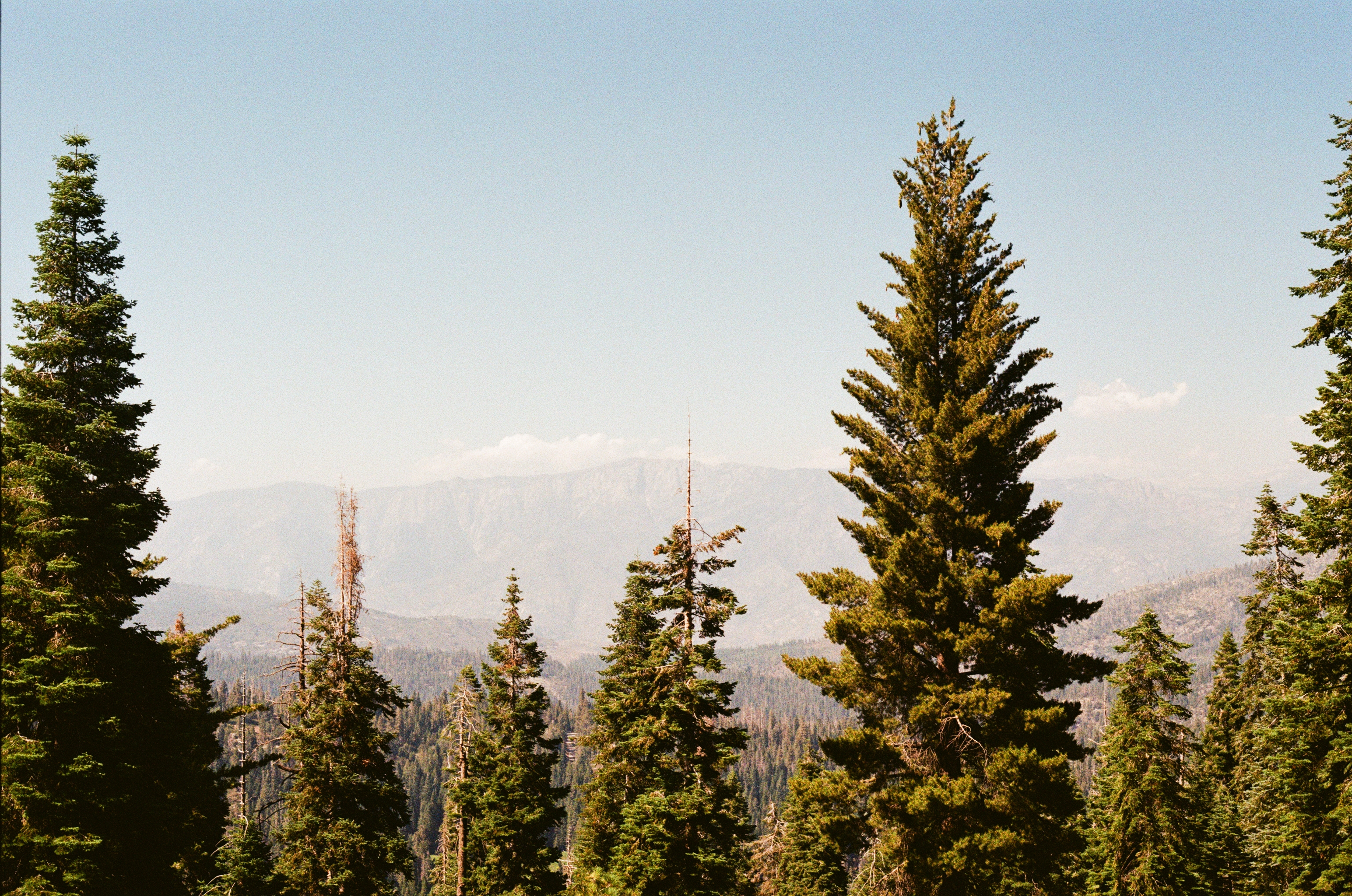  (Kings Canyon National Park, California, 2023)